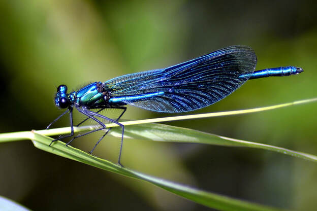 Picture of a blue dragonfly