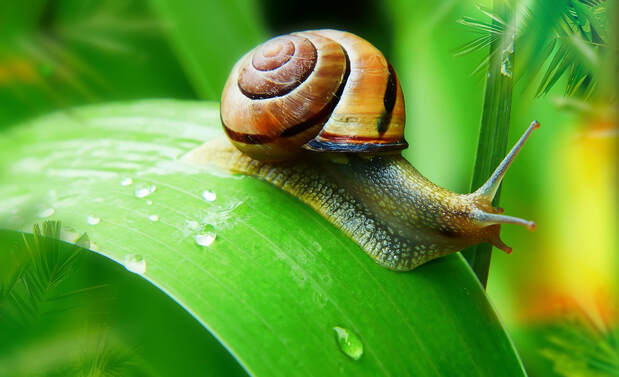 Picture of a snail on a leaf