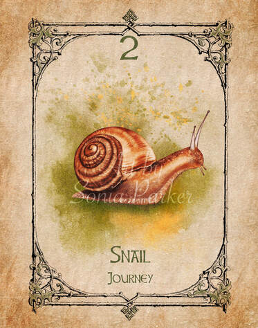 Picture of Snail Spirit Animal from Animal Spirit Oracle Deck