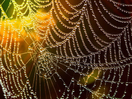 Picture of a spiders web covered in dew
