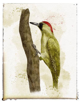 Woodpecker perching on a tree