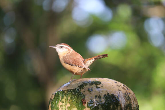 Picture of a Wren