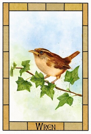 Wren drawing by Sonia Parker