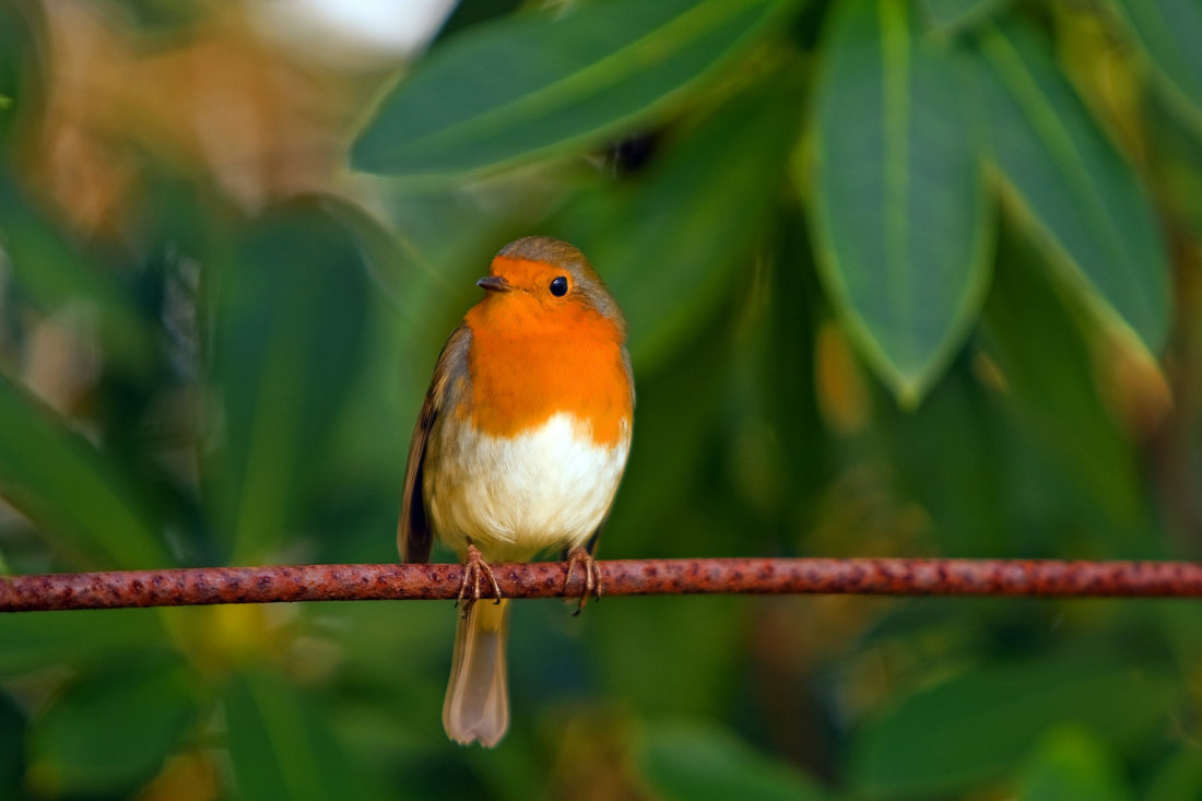 Picture of a robin bird on branch