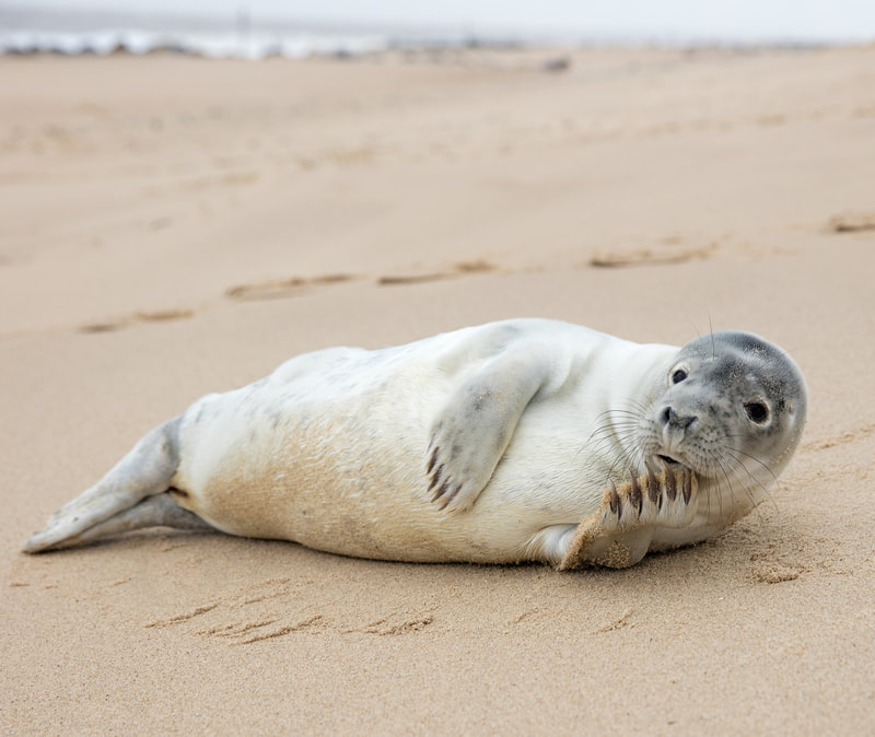 Seal Spirit Animal Picture